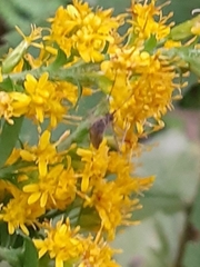 Aedes vexans