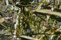 Triglochin maritima