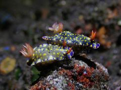 Hypselodoris roo