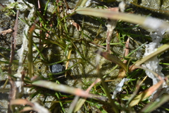 Triglochin maritima