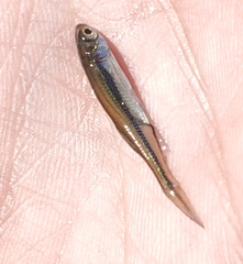 Notemigonus crysoleucas