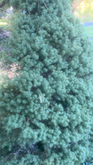 Leptecophylla juniperina