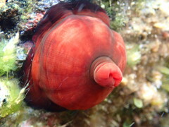 Actinia mediterranea