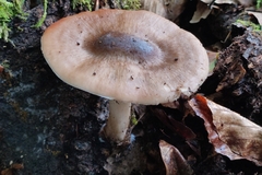 Pluteus cervinus