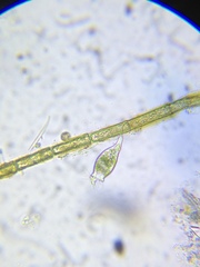 Scyphidia