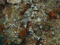 Scorpaena porcus