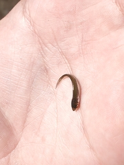 Notemigonus crysoleucas