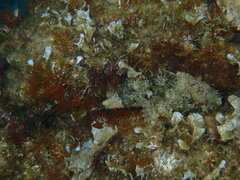 Scorpaena porcus