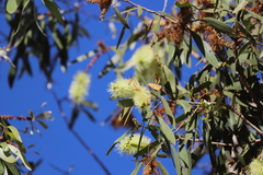 Melaleuca viridiflora