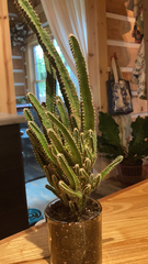 Euphorbia trigona