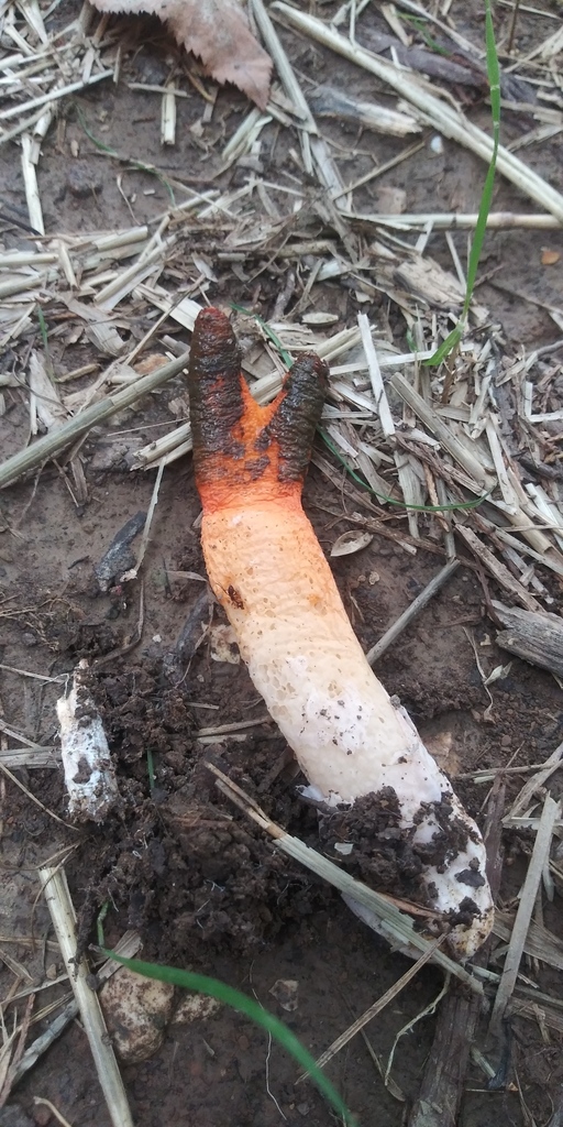 devil's dipstick in September 2022 by jim · iNaturalist