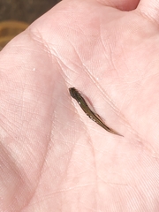 Notemigonus crysoleucas