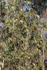 Melaleuca viridiflora