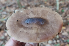 Pluteus cervinus