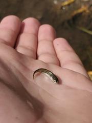 Notemigonus crysoleucas