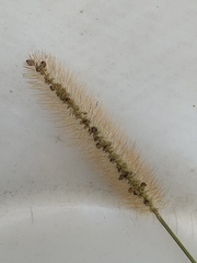 Setaria pumila