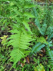 Athyriaceae