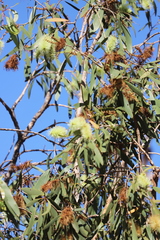 Melaleuca viridiflora