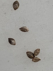 Setaria pumila