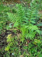 Athyriaceae
