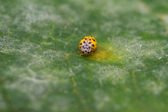 Coccinellinae