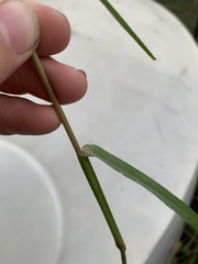 Setaria pumila
