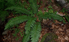 Polystichum aculeatum