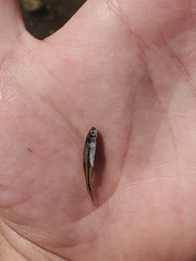 Notemigonus crysoleucas