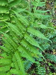 Athyriaceae