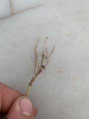 Setaria pumila