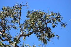 Melaleuca viridiflora