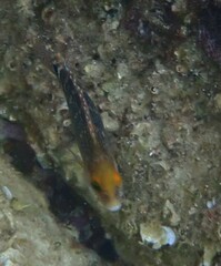 Symphodus mediterraneus