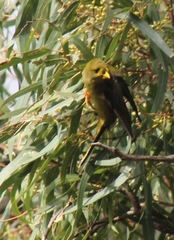 Manorina melanophrys