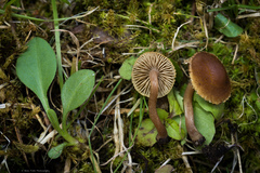 Inocybe nitidiuscula