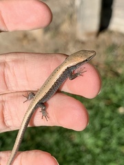 Elgaria coerulea palmeri
