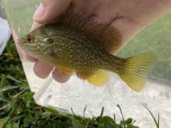 Lepomis gibbosus × cyanellus