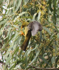 Manorina melanophrys