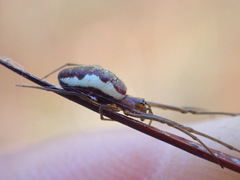 Tetragnatha