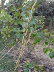 Brachypodium phoenicoides