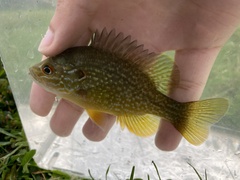 Lepomis gibbosus × cyanellus