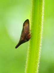 Aconophora compressa