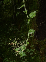 Arabidopsis cebennensis