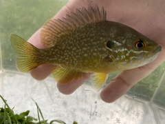 Lepomis gibbosus × cyanellus