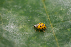 Coccinellinae