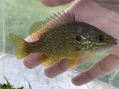 Lepomis gibbosus × cyanellus