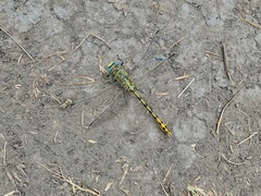 Ophiogomphus severus