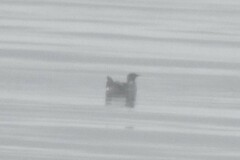 Brachyramphus marmoratus