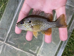 Lepomis gibbosus × cyanellus