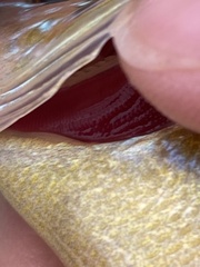 Lepomis gibbosus × cyanellus