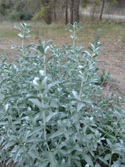 Mercurialis tomentosa